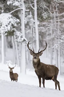 RF - Red Deer stags (Cervus elaphus) in snow-covered pine forest. Scotland, UK. December RF - Red Deer stags (Cervus elaphus) in snow-covered pine forest. Scotland, UK. December