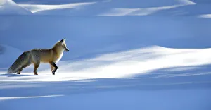 RF - Red fox (Vulpes vulpes) in dappled light on snow, Yellowstone National Park, USA RF - Red fox (Vulpes vulpes) in dappled light on snow, Yellowstone National Park, USA