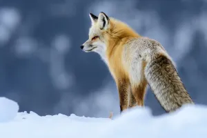 RF - Red fox (Vulpes vulpes) in deep snow. Yellowstone National Park, USA RF - Red fox (Vulpes vulpes) in deep snow. Yellowstone National Park, USA