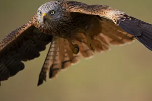 RF - Red kite (Milvus milvus) in flight. Calera y Chozas, Castile-La Mancha, Spain RF - Red kite (Milvus milvus) in flight. Calera y Chozas, Castile-La Mancha, Spain