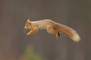 RF- Red squirrel (Sciurus vulgaris) jumping RF- Red squirrel (Sciurus vulgaris) jumping