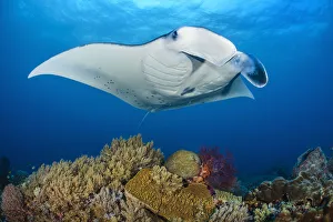 RF - Reef manta (Mobula alfredi) female swimming close to a coral reef RF - Reef manta (Mobula alfredi) female swimming close to a coral reef