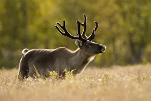 RF- Reindeer (Rangifer tarandus) portrait, semi-domesticated, small scale herding by local Sami RF- Reindeer (Rangifer tarandus) portrait, semi-domesticated, small scale herding by local Sami