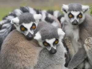 RF - Ring-tailed lemur (Lemur catta) group huddled together. Captive RF - Ring-tailed lemur (Lemur catta) group huddled together. Captive