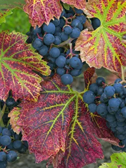 RF - Ripe black grapes Regent variety with autumn coloured leaves, Norfolk RF - Ripe black grapes Regent variety with autumn coloured leaves, Norfolk