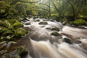 RF- River Plym flowing through Dewerstone Wood, Dartmoor National Park, Devon, England RF- River Plym flowing through Dewerstone Wood, Dartmoor National Park, Devon, England