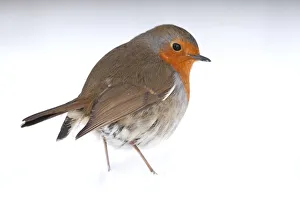 RF- Robin (Erithacus rubecula) portrait in snow. Near Bradworthy, Devon, UK. January RF- Robin (Erithacus rubecula) portrait in snow. Near Bradworthy, Devon, UK. January