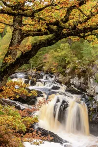 RF - Rogie Falls and autumn woodland with Common oak or Pedunculate oak (Quercus robur) RF - Rogie Falls and autumn woodland with Common oak or Pedunculate oak (Quercus robur)