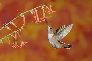 RF- Rufous Hummingbird (Selasphorus rufus) female feeding in flight on Scarlet Gilia RF- Rufous Hummingbird (Selasphorus rufus) female feeding in flight on Scarlet Gilia