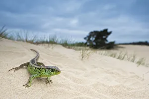 RF - Sand lizard (Lacerta agilis) male on sand dune, the Netherlands. May RF - Sand lizard (Lacerta agilis) male on sand dune, the Netherlands. May