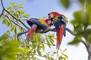 RF - Scarlet macaw (Ara macao) pair preening, Osa Peninsula, Costa Rica RF - Scarlet macaw (Ara macao) pair preening, Osa Peninsula, Costa Rica