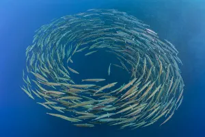 RF- School of Blackfin barracuda (Sphyraena qenie) forming circle in open water at Shark Reef RF- School of Blackfin barracuda (Sphyraena qenie) forming circle in open water at Shark Reef