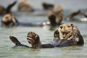 RF - Sea otter (Enhydra lutris) floating, California, USA, July RF - Sea otter (Enhydra lutris) floating, California, USA, July