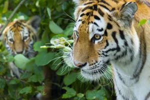 RF - Siberian tiger (Panthera tigris altaica) female, with cub peering through vegetation RF - Siberian tiger (Panthera tigris altaica) female, with cub peering through vegetation