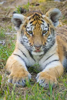 RF - Siberian tiger (Panthera tigris altaica) cub, age 3 months. Captive RF - Siberian tiger (Panthera tigris altaica) cub, age 3 months. Captive
