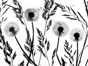 RF - Silhouettes of Dandelion (Taraxacum officinale) seed heads and grasses, England, UK RF - Silhouettes of Dandelion (Taraxacum officinale) seed heads and grasses, England, UK