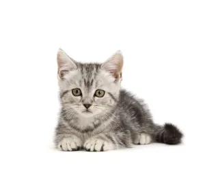 RF - Silver tabby kitten, age 10 weeks RF - Silver tabby kitten, age 10 weeks