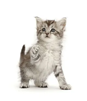 RF - Silver tabby kitten with raised paw RF - Silver tabby kitten with raised paw