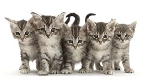 RF - Five silver tabby kittens standing in a row RF - Five silver tabby kittens standing in a row