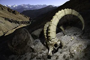 RF - Skull of a male Himalayan ibex (Capra sibirica) (killed by a snow leopard) lying RF - Skull of a male Himalayan ibex (Capra sibirica) (killed by a snow leopard) lying