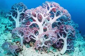 RF - Soft coral (Dendronephthya sp.) growing on sea bed. West Papua, Indonesia RF - Soft coral (Dendronephthya sp.) growing on sea bed. West Papua, Indonesia