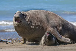 RF - Southern elephant seal (Mirounga leonina) male and female, Valdes, Patagonia Argentina RF - Southern elephant seal (Mirounga leonina) male and female, Valdes, Patagonia Argentina