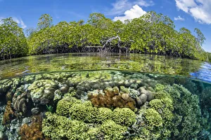 RF - Split level photo of mangrove scenery, with hard corals (including Goniopora sp RF - Split level photo of mangrove scenery, with hard corals (including Goniopora sp