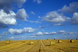 RF - Straw stubble and bales after harvest, Northrepps Village, Norfolk, England, UK RF - Straw stubble and bales after harvest, Northrepps Village, Norfolk, England, UK