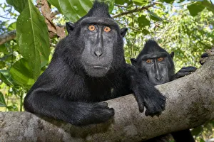 RF - Sulawesi black macaque (Macaca nigra) male, resting in forest RF - Sulawesi black macaque (Macaca nigra) male, resting in forest