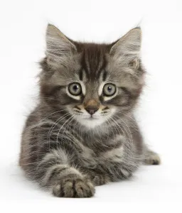 RF- Tabby kitten, Squidge, 10 weeks, lying with head up RF- Tabby kitten, Squidge, 10 weeks, lying with head up