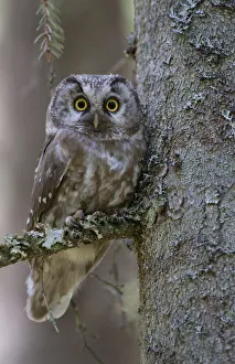 RF- Tengmalms owl (Aegolius funereus) perched in tree, Bergslagen, Sweden, June 2009 RF- Tengmalms owl (Aegolius funereus) perched in tree, Bergslagen, Sweden, June 2009
