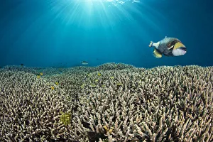 RF - Titan triggerfish (Balistoides viridescens) swimming over hard coral (Acropora sp RF - Titan triggerfish (Balistoides viridescens) swimming over hard coral (Acropora sp