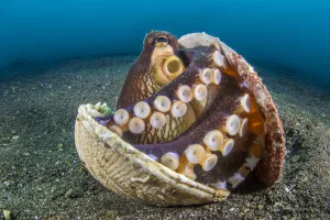 RF - Veined octopus (Amphioctopus marginatus) sheltering in an old clam shell on the RF - Veined octopus (Amphioctopus marginatus) sheltering in an old clam shell on the