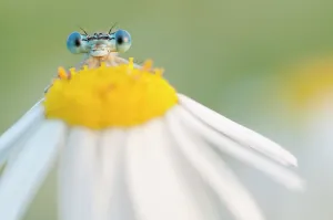 RF - White-legged damselfly (Platycnemis pennipes) peering over Oxeye daisy RF - White-legged damselfly (Platycnemis pennipes) peering over Oxeye daisy