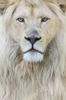 RF - White lion (Panthera leo) male, portrait of head. Captive, Netherlands RF - White lion (Panthera leo) male, portrait of head. Captive, Netherlands