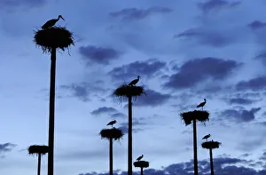 RF- White storks (Ciconia ciconia) nesting on poles erected by the city of Caceres in RF- White storks (Ciconia ciconia) nesting on poles erected by the city of Caceres in