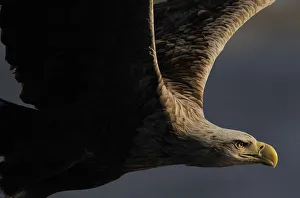 RF- White tailed sea eagle (Haliaeetus albicilla) in flight, Flatanger, Norway, June RF- White tailed sea eagle (Haliaeetus albicilla) in flight, Flatanger, Norway, June