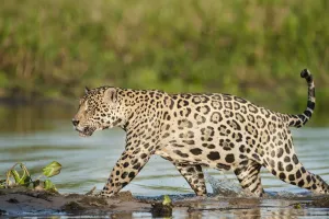RF- Wild male Jaguar (Panthera onca palustris) running through shallows of backwater RF- Wild male Jaguar (Panthera onca palustris) running through shallows of backwater