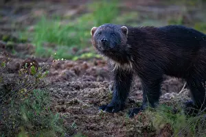 Nordic Countries Wildlife Photos Prints: RF - Wolverine (Gulo gulo) portrait