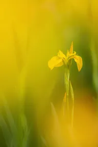 RF - Yellow flag iris (Iris pseudacorus). Cornwall, England, UK. May. (This image may be licensed either as rights) RF - Yellow flag iris (Iris pseudacorus). Cornwall, England, UK. May. (This image may be licensed either as rights)