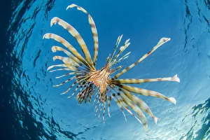 RF - Young lionfish (Pterois volitans) swimming near surface hunting silversides, at dusk RF - Young lionfish (Pterois volitans) swimming near surface hunting silversides, at dusk