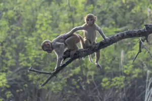 Rhesus macaque (Macaca mulatta), juveniles playing in tree, Keoladeo NP, Bharatpur, India Rhesus macaque (Macaca mulatta), juveniles playing in tree, Keoladeo NP, Bharatpur, India