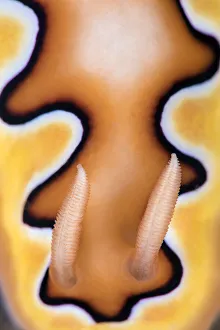 Detail of rhinopores and the colour pattern of a toxic Nudibranch (Goniobranchus coi Detail of rhinopores and the colour pattern of a toxic Nudibranch (Goniobranchus coi