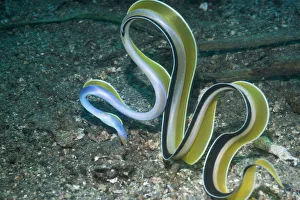 Ribbon eel ( Rhinomuraena quaesita) Lembeh Strait, North Sulawesi, Indonesia Ribbon eel ( Rhinomuraena quaesita) Lembeh Strait, North Sulawesi, Indonesia