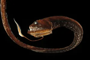 Ribbon sawtail fish (Idiacanthus fasciola) from Atlantic Ocean, at a depth of 800-1000m Ribbon sawtail fish (Idiacanthus fasciola) from Atlantic Ocean, at a depth of 800-1000m