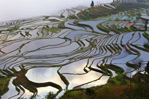 Rice terraces at sunrise, near Duoyishu village, Yunnan Province, China Rice terraces at sunrise, near Duoyishu village, Yunnan Province, China
