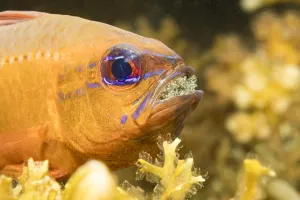 Ring-tailed cardinalfish (Ostorhinchus aureus), male protecting and incubating eggs in mouth Ring-tailed cardinalfish (Ostorhinchus aureus), male protecting and incubating eggs in mouth