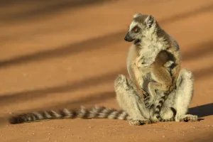 Ring-tailed lemur (Lemur catta) suckling baby. Berenty Reserve, Madagascar Ring-tailed lemur (Lemur catta) suckling baby. Berenty Reserve, Madagascar
