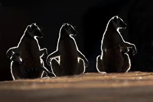 Three Ring-tailed Lemurs (Lemur catta) sun basking at dawn. Berenty Private Reserve Three Ring-tailed Lemurs (Lemur catta) sun basking at dawn. Berenty Private Reserve