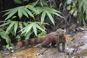 Ring-tailed Mongoose (Galidia elegans), Marojejy NP, Madagascar Ring-tailed Mongoose (Galidia elegans), Marojejy NP, Madagascar